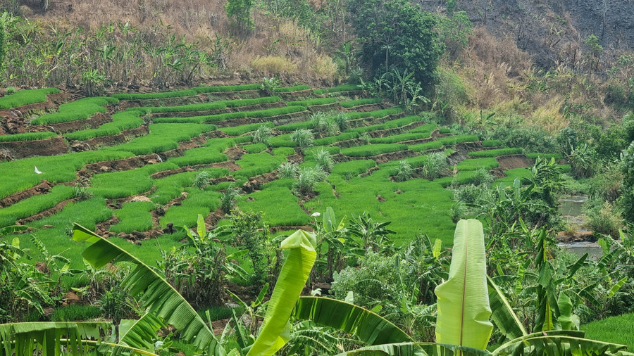 Ngoài ra, du khách còn có thể ngắm nhìn thửa ruộng bậc thang xanh ngát gần con thác. Ngoài ra, du khách còn có thể ngắm nhìn thửa ruộng bậc thang xanh ngát gần con thác.
