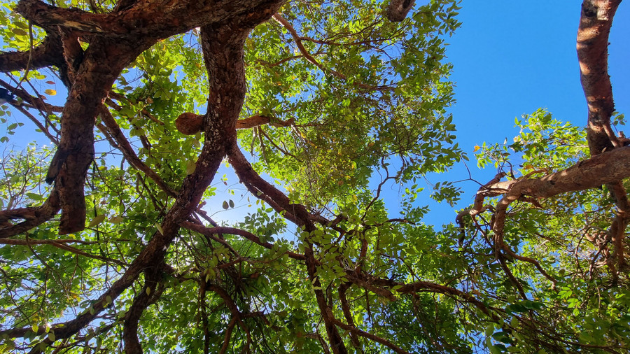 Xung quanh con thác còn có những cây to tỏa bóng mát để du khách cắm trại nghỉ ngơi.