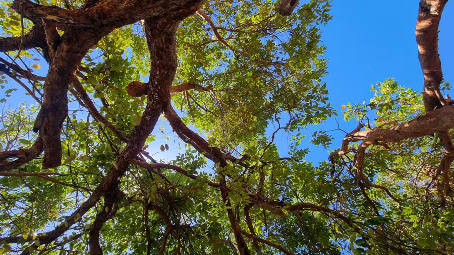 Xung quanh con thác còn có những cây to tỏa bóng mát để du khách cắm trại nghỉ ngơi.