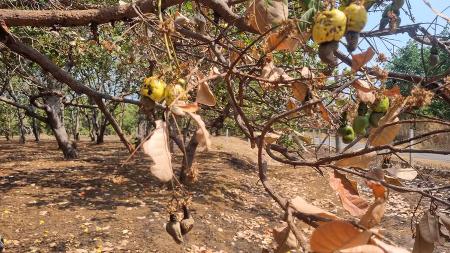 Vụ điều năm nay do tình hình thời tiết thất thường nên dẫn đến hoa bị rụng nhiều, tỷ lệ đậu quả thấp dẫn đến năng suất giảm từ 30-60%.