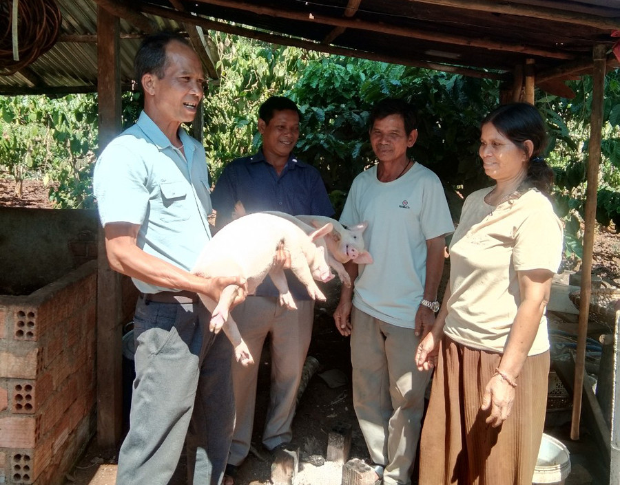 Hội Nông dân xã Ia Ka trao cặp heo giống cho hội viên Rơ Châm Dunh tại làng Ngó 3 làm sinh kế. Ảnh: K.S