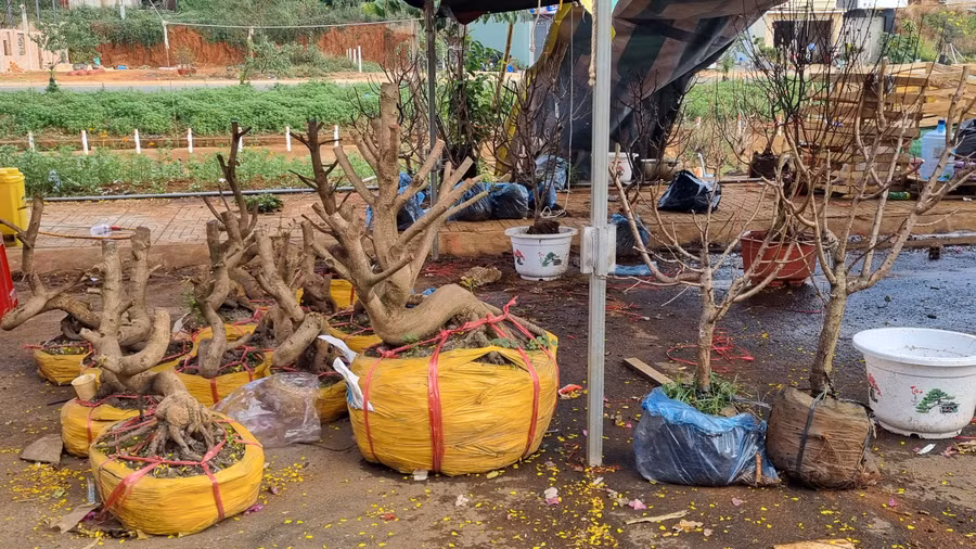 Những gốc mai không bán được tiểu thương cắt bỏ cành, bó gốc thuê xe chở về nuôi dưỡng chờ năm sau.