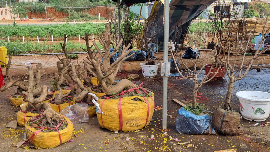 Những gốc mai không bán được tiểu thương cắt bỏ cành, bó gốc thuê xe chở về nuôi dưỡng chờ năm sau. Những gốc mai không bán được tiểu thương cắt bỏ cành, bó gốc thuê xe chở về nuôi dưỡng chờ năm sau.