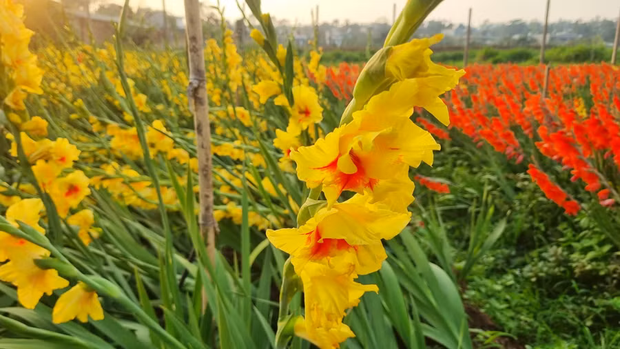 Thời tiết nóng lên làm cho hoa lay ơn bung nở sớm hơn dự tính chùng 10 ngày. Ảnh: H.P