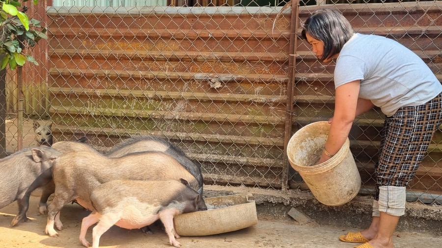 Chị Nguyễn Thị Thúy (thôn Quyết Thắng, xã Ia Din, huyện Đức Cơ) chăm sóc đàn heo của gia đình. Ảnh: Hà Phương Chị Nguyễn Thị Thúy (thôn Quyết Thắng, xã Ia Din, huyện Đức Cơ) chăm sóc đàn heo của gia đình. Ảnh: Hà Phương