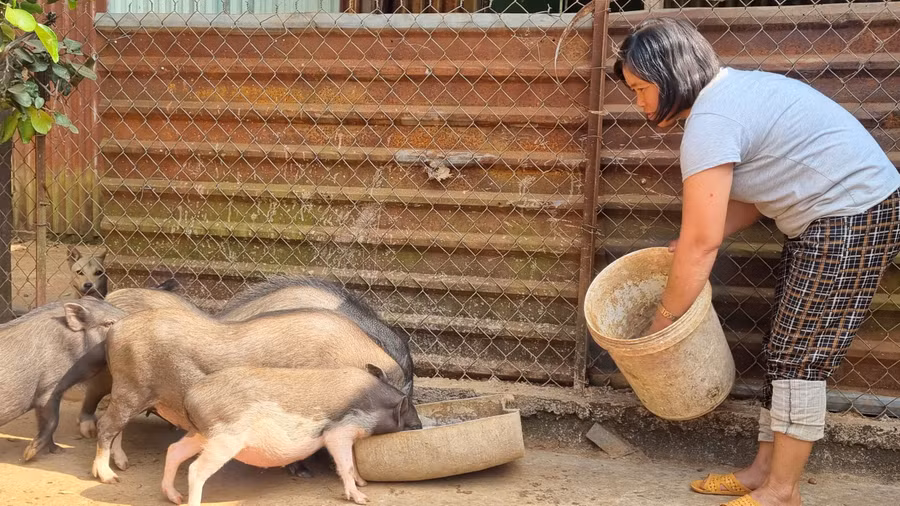 Chị Nguyễn Thị Thúy (thôn Quyết Thắng, xã Ia Din, huyện Đức Cơ) chăm sóc đàn heo của gia đình. Ảnh: Hà Phương