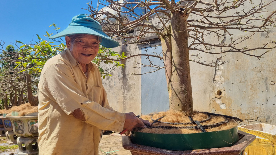 Thường những chậu mai sau khi ra hoa trong những ngày Tết, thì cây bị suy yếu, nên giai đoạn phục hồi để cây mai phát triển là việc cắt cành, tỉa rễ, thay đất, bón phân là khâu rất quan trọng. Thường những chậu mai sau khi ra hoa trong những ngày Tết, thì cây bị suy yếu, nên giai đoạn phục hồi để cây mai phát triển là việc cắt cành, tỉa rễ, thay đất, bón phân là khâu rất quan trọng.