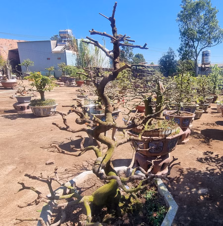 Tùy từng chậu mai có dáng thế khác nhau, nên nhà vườn phải có kỹ thuật cắt, tỉa cành phù hợp với từng dáng, thế của từng cây mai.