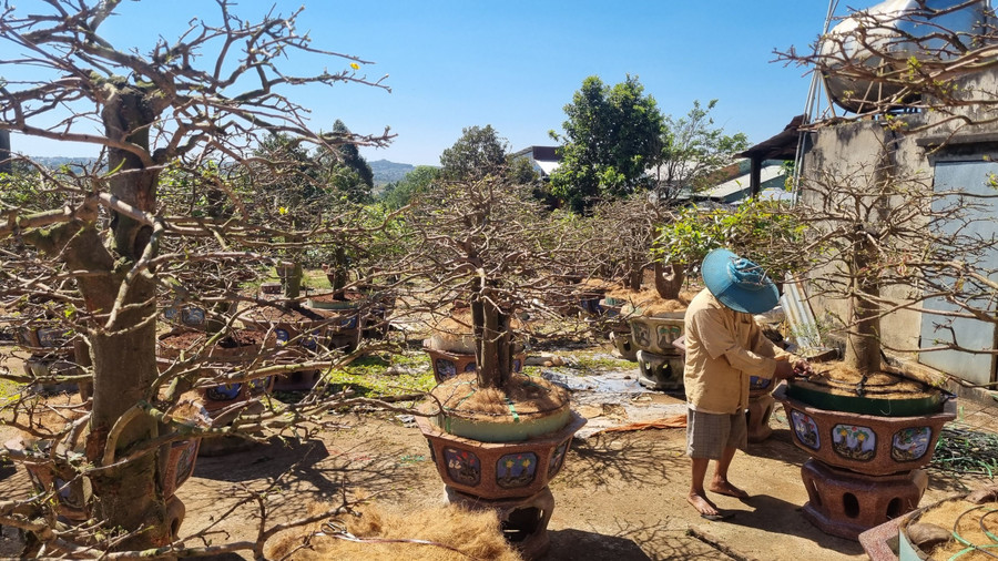 Việc chăm sóc hoa mai không hề đơn giản chút nào, đòi hỏi nhà vườn phải có kỹ thuật và kinh nghiệm. Việc chăm sóc hoa mai không hề đơn giản chút nào, đòi hỏi nhà vườn phải có kỹ thuật và kinh nghiệm.