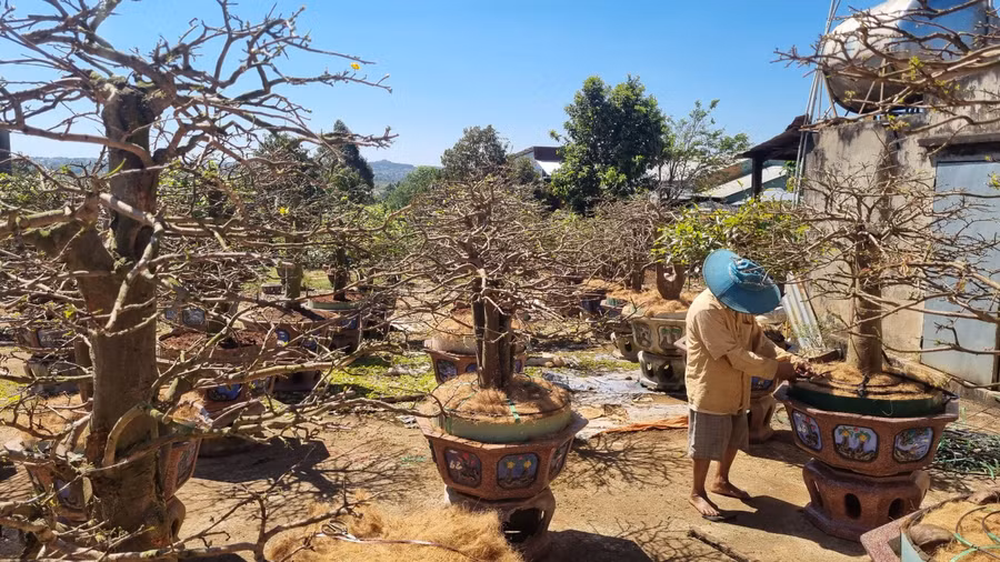 Việc chăm sóc hoa mai không hề đơn giản chút nào, đòi hỏi nhà vườn phải có kỹ thuật và kinh nghiệm.