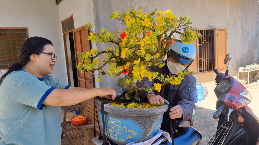 Sau Tết, khách hàng chở những chậu mai đến nhà vườn gửi chăm sóc.