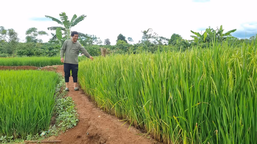 Anh Hlôi (làng Kol) bên thửa ruộng hơn 2 sào của gia đình.
