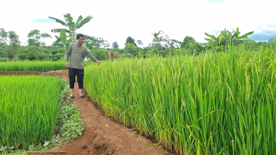 Anh Hlôi (làng Kol) bên thửa ruộng hơn 2 sào của gia đình.