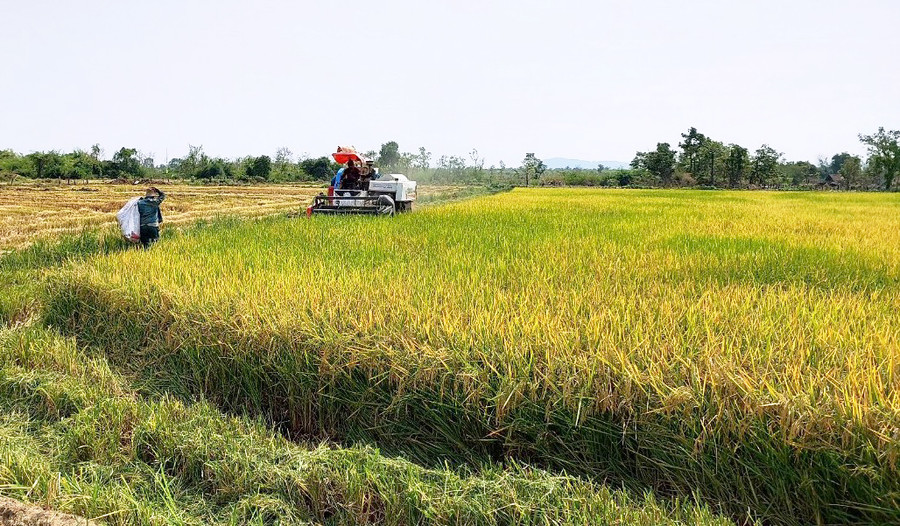 Cánh đồng lúa làng Klăh đã được cơ giới hóa. Ảnh: TT Cánh đồng lúa làng Klăh đã được cơ giới hóa. Ảnh: TT