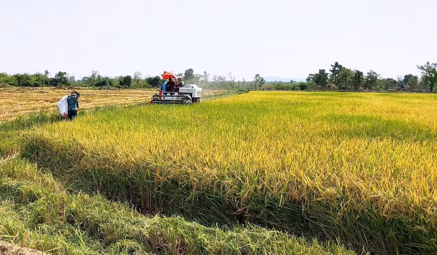 Cánh đồng lúa làng Klăh đã được cơ giới hóa. Ảnh: TT