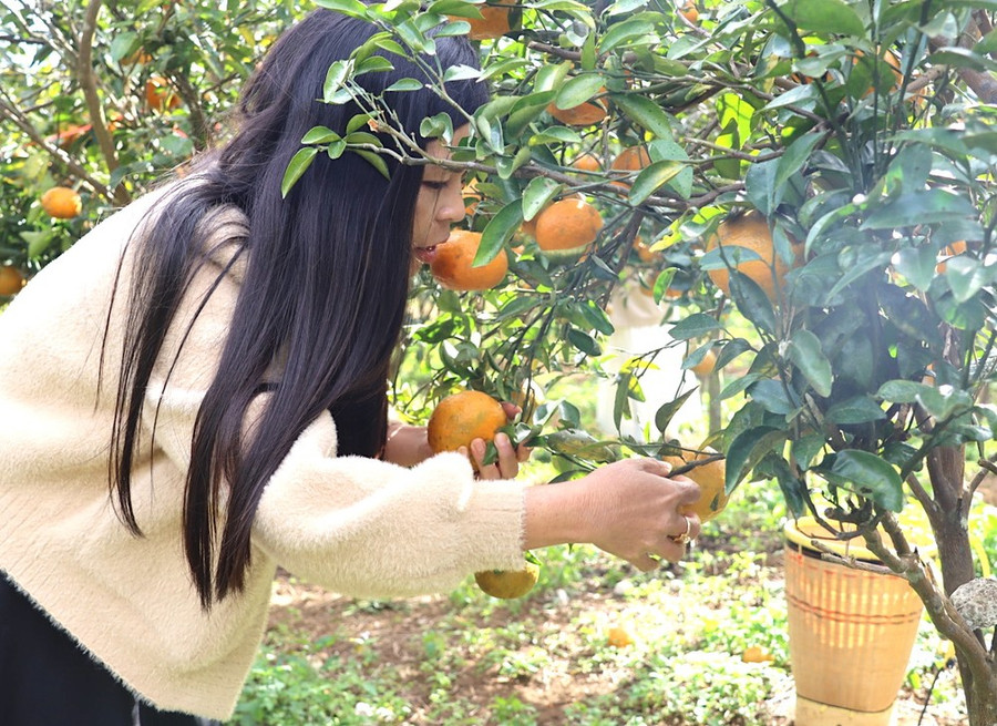 Những quả cam chín mọng được du khách hái trực tiếp tại vườn. Ảnh: HỮU PHÚC