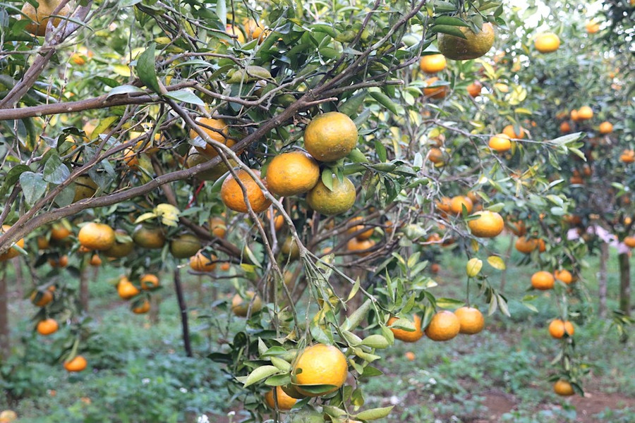 Cam chi chít quả. Ảnh: HỮU PHÚC