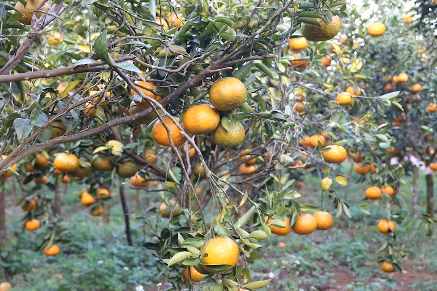 Cam chi chít quả. Ảnh: HỮU PHÚC