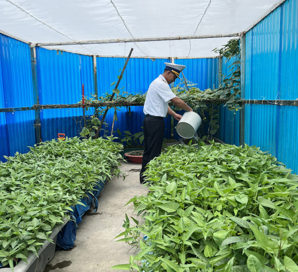 Rau xanh trên đảo Trường Sa Lớn. Rau xanh trên đảo Trường Sa Lớn.