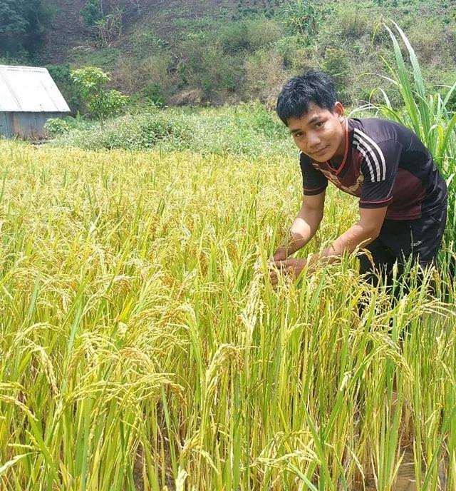 Với hơn 40 ha lúa nước 2 vụ, năng suất khoảng 4 tấn/ha, người dân Pờ Yầu không còn cảnh đói kém mùa giáp hạt