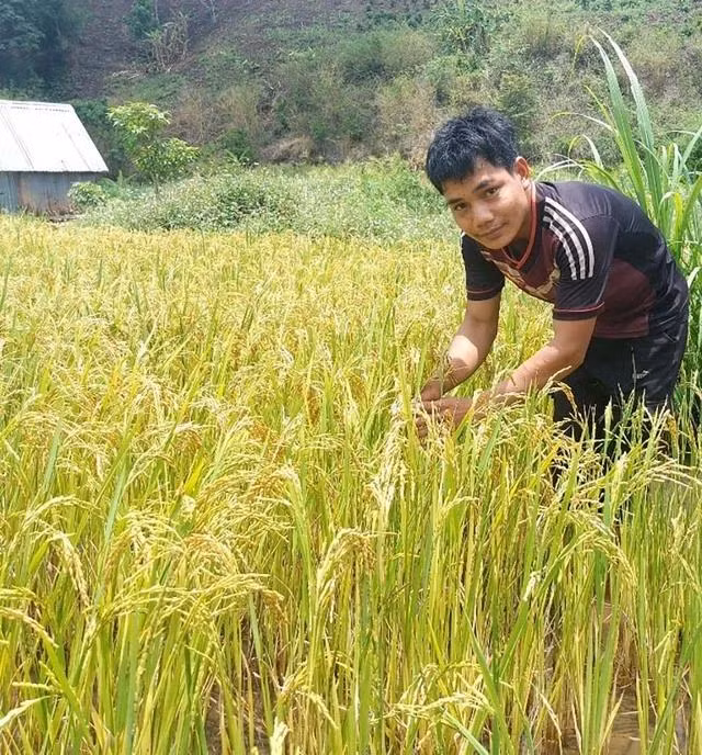 Với hơn 40 ha lúa nước 2 vụ, năng suất khoảng 4 tấn/ha, người dân Pờ Yầu không còn cảnh đói kém mùa giáp hạt