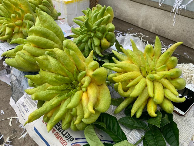 Phật thủ giá 600.000 đồng/quả bán tại khu chợ P.Thanh Xuân Bắc (Q.Thanh Xuân, Hà Nội) vẫn có nhiều người đặt mua Phật thủ giá 600.000 đồng/quả bán tại khu chợ P.Thanh Xuân Bắc (Q.Thanh Xuân, Hà Nội) vẫn có nhiều người đặt mua