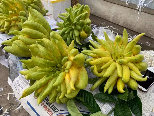 Phật thủ giá 600.000 đồng/quả bán tại khu chợ P.Thanh Xuân Bắc (Q.Thanh Xuân, Hà Nội) vẫn có nhiều người đặt mua