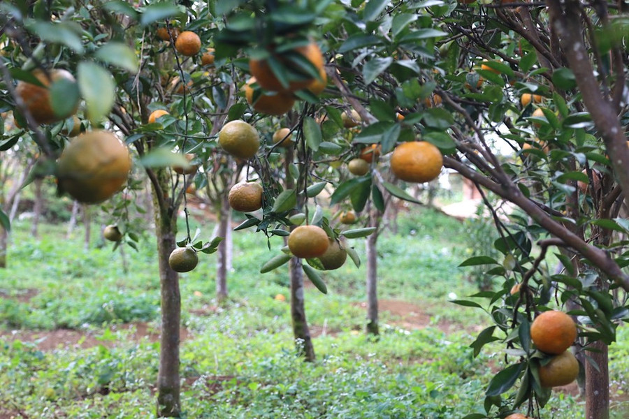 Những quả cam lủng lẳng. Ảnh: HỮU PHÚC