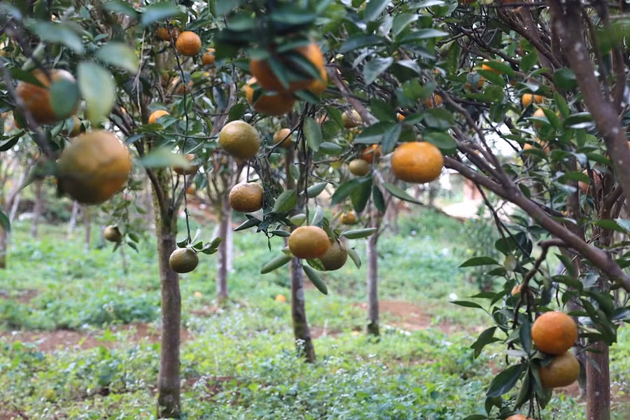 Những quả cam lủng lẳng. Ảnh: HỮU PHÚC