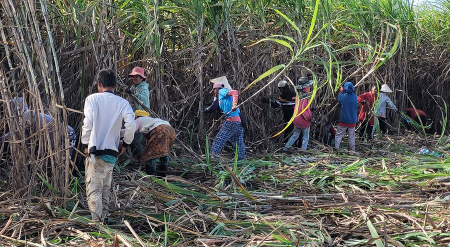 Nông dân Lào thu hoạch mía (ảnh nhân vật cung cấp). Nông dân Lào thu hoạch mía (ảnh nhân vật cung cấp).