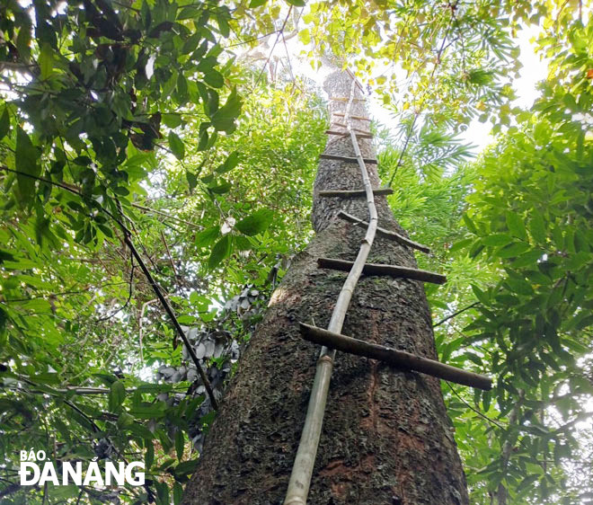 Những nấc thang tử thần ở rừng Bà Nà mà hằng ngày ông Bùi Hạnh cũng như anh Tứ, anh Thắng phải vượt qua để lấy mật. Ảnh: H.T.V Những nấc thang tử thần ở rừng Bà Nà mà hằng ngày ông Bùi Hạnh cũng như anh Tứ, anh Thắng phải vượt qua để lấy mật. Ảnh: H.T.V