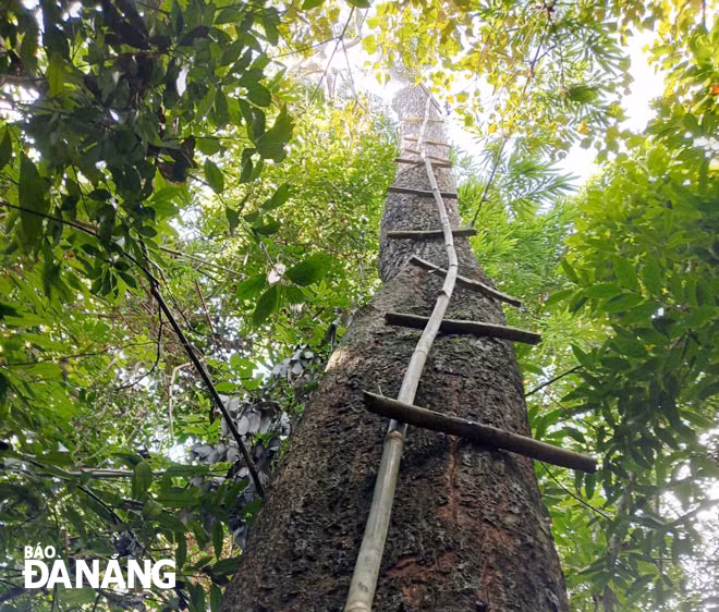 Những nấc thang tử thần ở rừng Bà Nà mà hằng ngày ông Bùi Hạnh cũng như anh Tứ, anh Thắng phải vượt qua để lấy mật. Ảnh: H.T.V