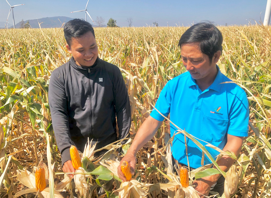 Ông Trương Viết Thảo (bìa phải)-Giám đốc Hợp tác xã Vinh Phát kiểm tra vườn bắp trồng lấy giống tại xã Chư Don. Ảnh: L.N Ông Trương Viết Thảo (bìa phải)-Giám đốc Hợp tác xã Vinh Phát kiểm tra vườn bắp trồng lấy giống tại xã Chư Don. Ảnh: L.N