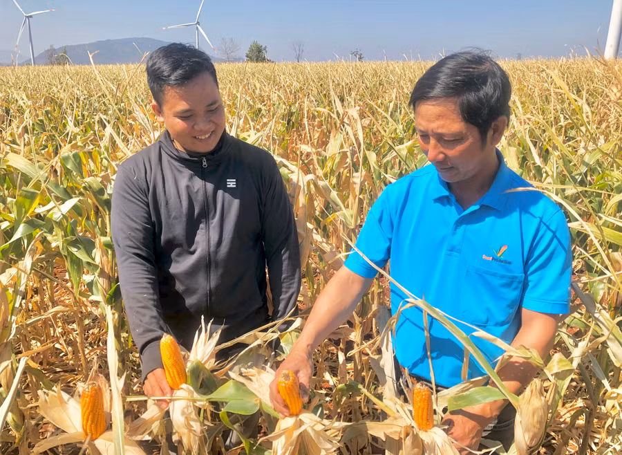 Ông Trương Viết Thảo (bìa phải)-Giám đốc Hợp tác xã Vinh Phát kiểm tra vườn bắp trồng lấy giống tại xã Chư Don. Ảnh: L.N Ông Trương Viết Thảo (bìa phải)-Giám đốc Hợp tác xã Vinh Phát kiểm tra vườn bắp trồng lấy giống tại xã Chư Don. Ảnh: L.N