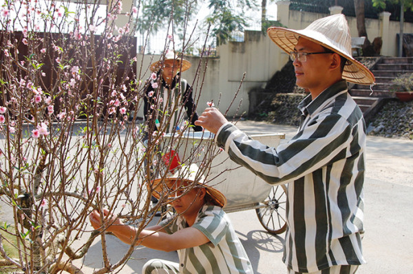 Hoa đào đã thắm, một mùa xuân đã đến thật gần với các phạm nhân. Hoa đào đã thắm, một mùa xuân đã đến thật gần với các phạm nhân.