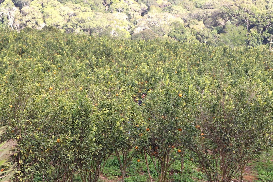 Vườn cam rộng bạt ngàn, thoáng đãng nên du khách thích thú. Ảnh: HỮU PHÚC