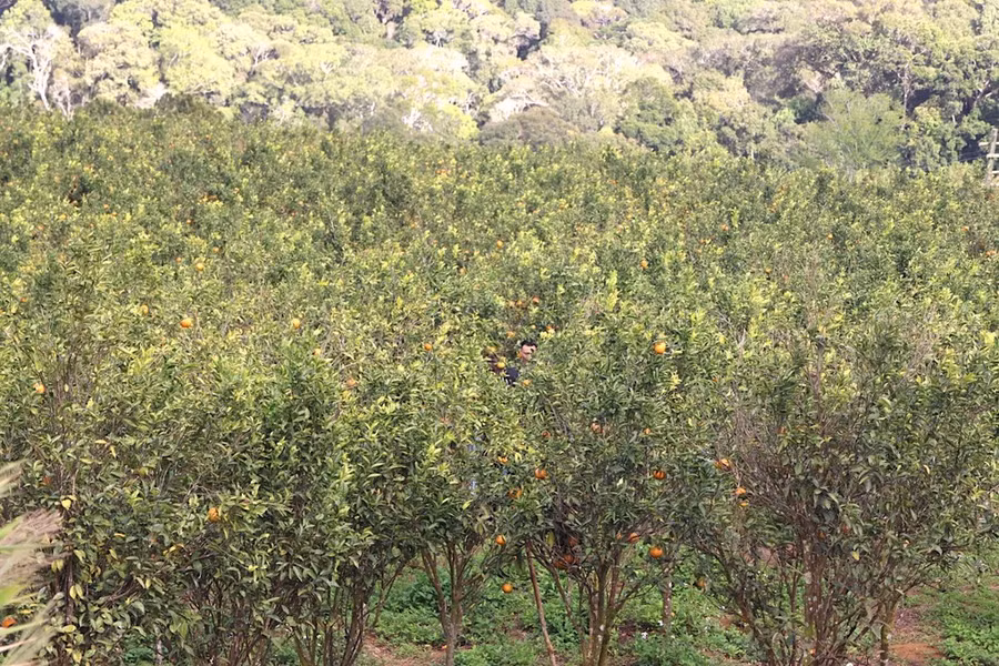 Vườn cam rộng bạt ngàn, thoáng đãng nên du khách thích thú. Ảnh: HỮU PHÚC