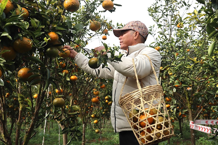 Du khách hái cam tại vườn. Ảnh: HỮU PHÚC