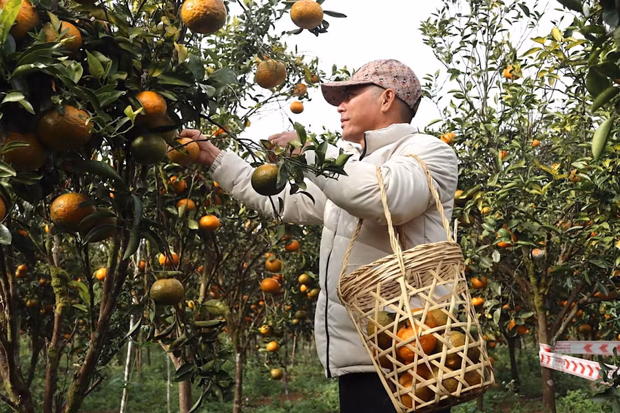 Du khách hái cam tại vườn. Ảnh: HỮU PHÚC