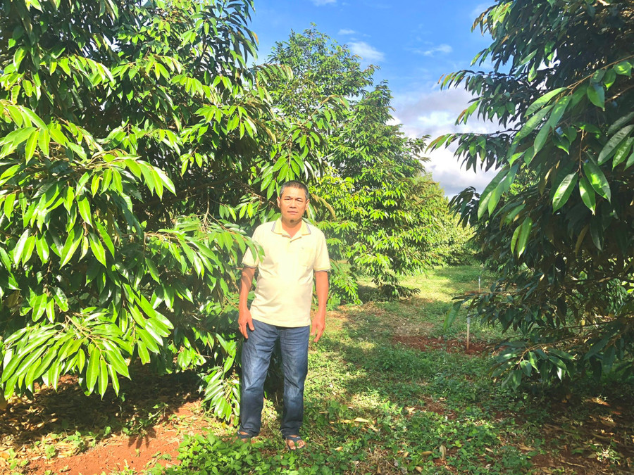 Ông Hồ Sỹ Chương bên vườn cây sầu riêng xanh tốt, được áp dụng tiêu chuẩn VietGAP. Ảnh: L.N Ông Hồ Sỹ Chương bên vườn cây sầu riêng xanh tốt, được áp dụng tiêu chuẩn VietGAP. Ảnh: L.N