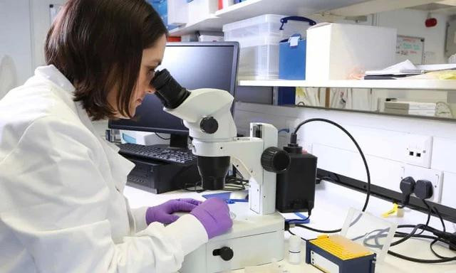 Một nhà khoa học kiểm tra một mẫu khối u. ẢNH CHỤP MÀN HÌNH THE GUARDIAN Một nhà khoa học kiểm tra một mẫu khối u. ẢNH CHỤP MÀN HÌNH THE GUARDIAN