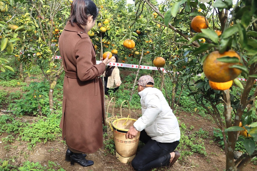 Du khách thu gom cam sau khi hái. Ảnh: HỮU PHÚC