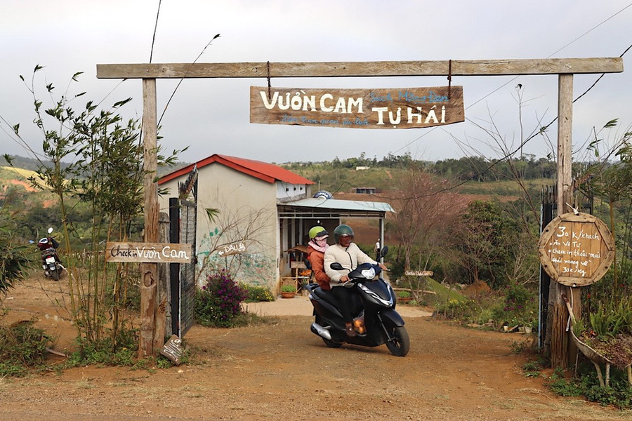 Cao điểm, vườn cam thu hút 400 khách đến tham quan mỗi ngày. Ảnh: HỮU PHÚC