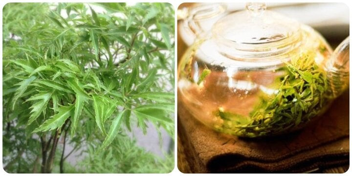 Uống nước lá đinh lăng có tác dụng gì là băn khoăn của nhiều người Uống nước lá đinh lăng có tác dụng gì là băn khoăn của nhiều người