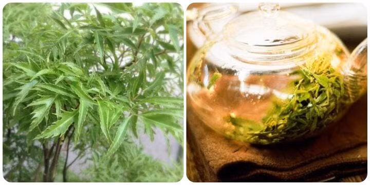 Uống nước lá đinh lăng có tác dụng gì là băn khoăn của nhiều người