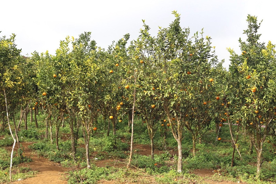 Cam trồng 7 năm, cho sai quả. Ảnh: HỮU PHÚC