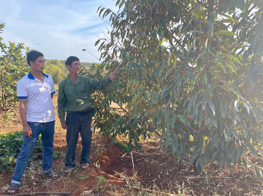 Ông Hà Đăng Thuận (bìa trái) trao đổi kỹ thuật chăm sóc sầu riêng với thành viên nông hội. Ảnh: P.D Ông Hà Đăng Thuận (bìa trái) trao đổi kỹ thuật chăm sóc sầu riêng với thành viên nông hội. Ảnh: P.D