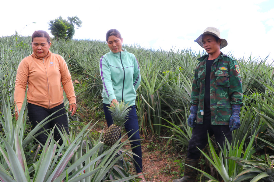 Chị Hứa Thị Đoan (đứng giữa; làng Krâu, xã Kông Lơng Khơng) cùng cán bộ thôn tham quan mô hình trồng dứa của người dân. Ảnh: Ngọc Minh Chị Hứa Thị Đoan (đứng giữa; làng Krâu, xã Kông Lơng Khơng) cùng cán bộ thôn tham quan mô hình trồng dứa của người dân. Ảnh: Ngọc Minh