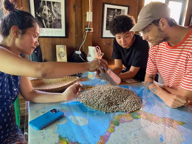 Hai du khách từ Pháp thích thú trải nghiệm nhặt hạt cà phê lỗi. Ảnh: Lê Vân