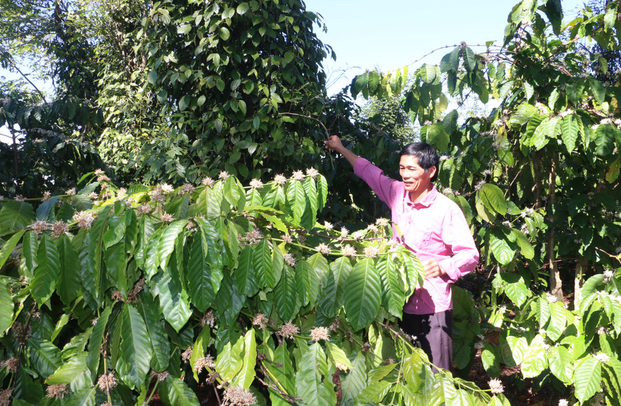 Mỗi năm, 2 ha cà phê trồng xen cây ăn quả của gia đình ông Đỗ Minh Phụng (làng Ia Ring, xã Ia Tiêm, huyện Chư Sê) mang lại thu nhập khoảng 600 triệu đồng. Ảnh: N.Q Mỗi năm, 2 ha cà phê trồng xen cây ăn quả của gia đình ông Đỗ Minh Phụng (làng Ia Ring, xã Ia Tiêm, huyện Chư Sê) mang lại thu nhập khoảng 600 triệu đồng. Ảnh: N.Q